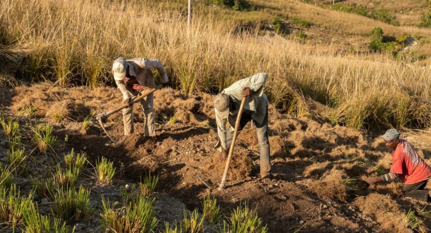 Trois agriculteurs haïtiens cultivant du vétiver dans un champ en pente, au milieu d’une végétation sèche.
