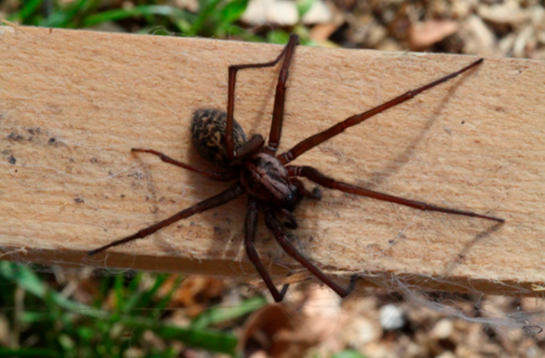Vue du dessus d’une araignée brune aux longues pattes, se déplaçant sur une planche de bois clair, en extérieur.